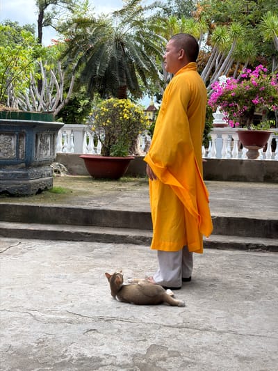 The image, rotated 90 degrees clockwise, captures a peaceful outdoor scene, likely within a temple or monastery garden in Cam Ranh, Vietnam. The primary subject is a person, identifiable as a monk or nun, standing on a concrete surface. They wear a bright saffron-yellow robe over light grey pants and black shoes. Their head is shaved, and they are seen in profile, looking downwards, suggesting a moment of quiet contemplation.
Beside the person's feet, a small, light brown and white cat is stretched out, lying relaxed on the concrete ground.
The setting is lush and features both natural and architectural elements. To the left, various palm trees and dense green foliage create a vibrant backdrop, with some trees displaying distinctive light-colored, gnarled trunks. To the right, a concrete staircase ascends, marked by clear shadows, indicating bright daylight. A white balustrade with decorative pillars, a large reddish-brown potted plant, and an ornate, dark grey or black planter with intricate carvings are also visible. Splashes of color are added by bright pink bougainvillea flowers and some yellow blooms amidst the greenery.
The scene is well-lit by natural light, suggesting it is daytime with clear weather. The overall impression is one of tranquility and calm. No visible text is present in the image.