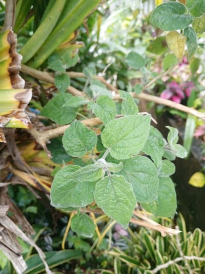 The image displays a close-up view of dense tropical vegetation within the Khe Sanh Commune, Vietnam. A central plant branch features multiple ovate, light-green leaves, each exhibiting a textured, somewhat hairy surface and visible venation. To the immediate left, a portion of a larger plant, likely a banana tree, displays broad green leaves alongside dried, brown segments. The background is composed of out-of-focus green, yellow, and reddish-purple foliage. In the lower right, a dark body of water with a single floating yellow leaf is discernible. The scene is illuminated by natural daylight. No human subjects or discernible human-made objects are present.
