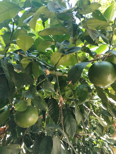 This is a close-up, low-angle outdoor shot of a citrus tree in Pardes Hana-Karkur, Israel. The image focuses on several unripe, green citrus fruits hanging from branches amidst lush green leaves. Sunlight filters through the foliage, creating dappled light and shadows. The scene appears to be a typical residential garden or agricultural area within the city, known for its citrus groves. There are no people visible in the frame. The overall impression is one of natural growth and the early stages of fruit development.