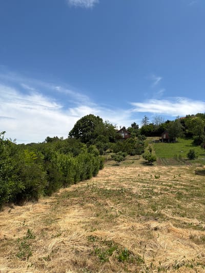 This is a landscape photograph depicting a rural or semi-rural scene under a clear sky. The image shows a wide expanse of land with diverse vegetation and distant structures.
The upper portion of the frame is dominated by a bright blue sky with several wispy, white clouds stretched horizontally across it, suggesting fair weather.
The ground is divided into distinct sections. To the right, there is a large field covered predominantly in dry, golden-brown grass, interspersed with patches of greener grass and some small, green leafy plants scattered throughout. This suggests either a dry season or a late summer/autumn period.
Towards the left and center of the image, a dense line of lush green bushes and trees forms a natural boundary, separating the dry field from the background. Behind this line of foliage, nestled among more trees, are several small houses or buildings. These structures appear somewhat rustic, with visible roofs and walls, indicating human habitation. One house in the lower left background has a reddish roof and light-colored walls, surrounded by dense greenery. Another, further up and to the right, also appears to be a small dwelling.
No people or animals are visible in the photograph, and no specific activity is taking place; it's a static landscape view. The lighting is bright and even, indicative of daytime, likely late morning or afternoon. The overall impression is one of peaceful, rural scenery within the Grocka Urban Municipality, Serbia. There is no visible text in the image.