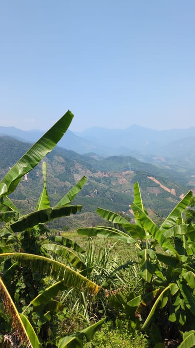 A landscape scene in Unknown, Vietnam shows a mountainous terrain viewed through a foreground of green banana plants and assorted foliage. The scene is oriented vertically. The sky is a light blue, suggesting daylight. The mountainous area shows varying shades of green and brown, indicating the presence of vegetation and possibly cultivated areas. The banana leaves are prominently green, with some showing yellowing or browning edges, which could be due to age or disease. The scene is likely taken from an elevated position overlooking the landscape. The environment is natural with a blend of mountainous and cultivated terrains, suggesting a rural location.