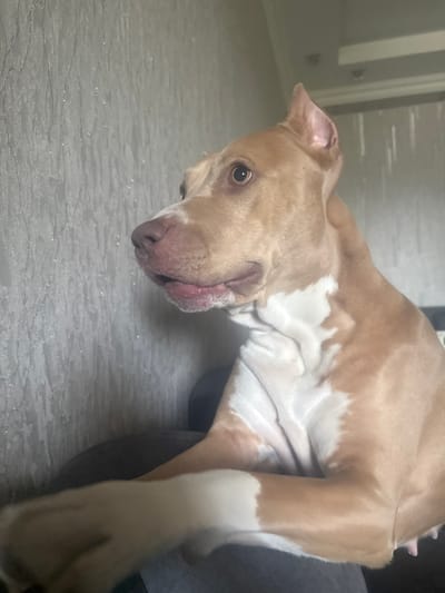 A light brown and white pit bull is lying on its side on a textured, light-colored floor. The dog's head is turned towards the camera, with its eyes open and its mouth slightly ajar, revealing its tongue. The background is blurry, but appears to be an indoor setting with a door or cabinet visible on the left. The lighting suggests it could be daytime.