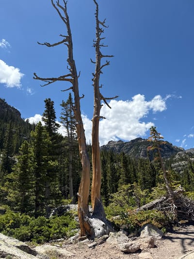 This is a vertical, wide-angle photograph taken outdoors in a mountainous, forested landscape. The foreground is dominated by the weathered, bleached branches of dead trees, their gnarled forms reaching upwards. These branches are a pale, weathered brown and grey, contrasting with the lush green of the pine forest that fills the mid-ground. The forest appears dense and stretches across a mountainside.

Behind the trees, a vast expanse of bright blue sky is visible, dotted with fluffy white cumulus clouds. The sky occupies the right side of the frame and extends upwards. The overall lighting suggests it is daytime, likely midday, given the brightness and clear sky. The weather appears fair and sunny.

In the background, a rugged mountain range rises, covered in dark green coniferous trees, giving the impression of a wilderness area. The terrain is rocky and steep.

The image has a feeling of stillness and natural beauty, highlighting the resilience of nature with the starkness of the dead trees juxtaposed against the thriving forest and vibrant sky. There are no people or visible text in the image. The location is contextually identified as Allenspark, United States, suggesting a mountainous region in Colorado.