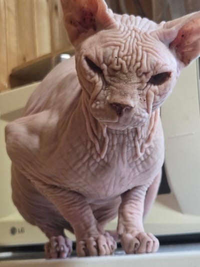 A close-up, eye-level shot shows a hairless Sphynx cat sitting on a light-colored surface. The cat's skin is pink with many wrinkles, particularly on its head and neck. Its eyes are dark and partially closed, and its ears are large and pointed. The cat's paws are visible, with its toes curled. In the background, there is a wooden-paneled wall and the side of a white appliance with an "LG" logo visible on the bottom left. The scene appears to be indoors, possibly in a home. There is no indication of the specific location within Восход Снт (фролово), Russia, beyond it being an indoor environment.