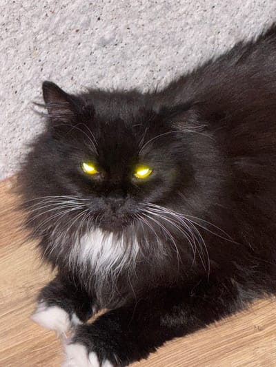The image shows a close-up of a black cat with glowing yellow eyes. The cat has white fur on its chest and paws. It is lying on a wooden floor next to a textured, light-colored wall. The image does not contain any information about the city of Slonim, Belarus.