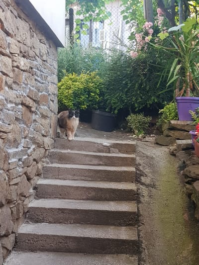 This image depicts an outdoor scene on a sunny day in Lomets, Bulgaria. A domestic cat, predominantly brown and white with black markings, stands on a concrete staircase. The staircase is adjacent to a stone wall on the left. Behind the cat, lush green vegetation and flowering plants are visible, including pink roses and a yucca plant in a purple pot. The overall environment suggests a backyard or garden area.
