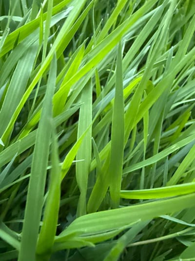 The image is a close-up, high-angle shot of lush green grass. The blades of grass are predominantly a bright, vibrant green, with some blades appearing slightly darker due to shadow or natural variation. The focus is on the textures and patterns created by the overlapping blades, which are angled in various directions, giving a sense of depth and movement. The lighting suggests it is daytime, with sunlight illuminating the grass. There are no visible people, animals, or man-made objects. The environment appears to be a natural outdoor setting, likely a lawn, park, or field. Without specific landmarks or context, it is impossible to determine if this image was taken in Oslo, Norway.