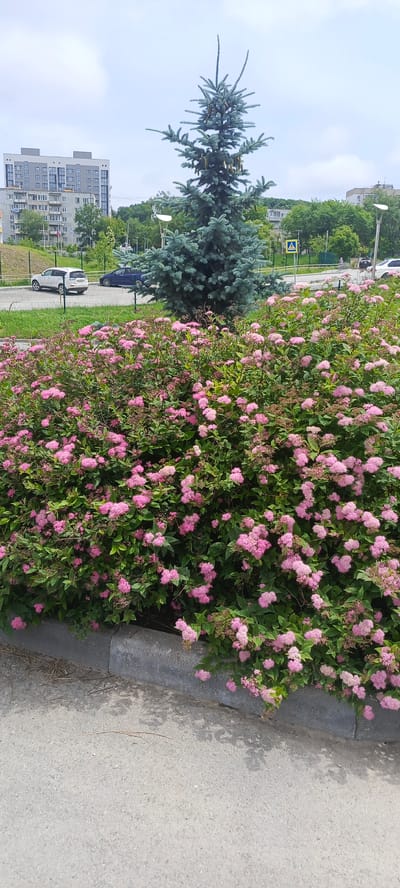In Bolshoy Kamen, Russia, this outdoor scene captures a vibrant display of pink Spirea flowers in the foreground, forming a dense, low-lying hedge along a concrete curb. Behind the flowering bush, a mature blue spruce tree stands prominently, its branches adorned with small cones. Further in the background, a residential building complex with multiple stories and balconies is visible, along with other trees and greenery. The sky above is overcast. Two vehicles, a white SUV and a dark blue sedan, are parked on a paved area adjacent to a grassy slope. A yellow pedestrian crossing sign is also present in the middle distance. The overall impression is one of a well-maintained urban green space.