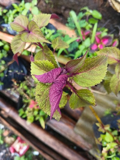 The image displays a close-up, top-down view of a plant in an outdoor environment within the city of Inawi, Papua New Guinea. The central subject is a plant, likely a Coleus species, featuring numerous ovate leaves with serrated margins, colored in distinct patterns of magenta-purple and light green. New growth at the plant's apex consists of tightly furled, predominantly magenta leaves. More mature leaves below exhibit green centers with prominent magenta-purple veins and edges. A small, dark insect is visible on the upper surface of a mid-level leaf. The background is rendered out of focus, revealing blurred green foliage, some of which shows accents of pink/purple, alongside indistinct horizontal brown elements that may be wood or structural components. No people, specific actions, or interactions are discernible in the scene.