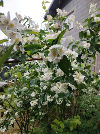A close-up, low-angle shot captures a bush of white jasmine flowers, some with water droplets, in front of a building. The building appears to be made of light-colored brick and has a window. The sky above is overcast. The scene is likely outdoors in a residential area. The location is Санкт-Петербург, Russia.