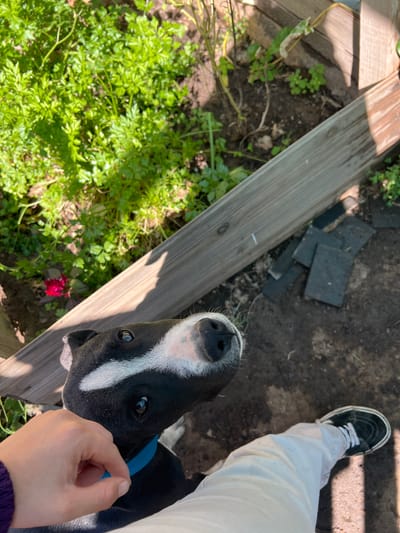 This high-angle, outdoor photograph captures a friendly interaction between a person and a black and white dog in what appears to be a garden or yard in Sumalao, Argentina. The central subject is a black and white dog, possibly a puppy, with a distinctive white stripe running down its face, a black nose, and large, dark, attentive eyes. It wears a blue collar and looks directly upward, engaging with the person.
A light-skinned hand is visible near the dog's muzzle, suggesting a gentle touch or the offering of a treat, indicating a close bond. The person's lower body is partially visible on the right: a foot clad in a black sneaker with white laces and sole, and a leg wearing loose white pants.
The ground features various elements. On the left, lush green foliage, resembling parsley or a similar leafy plant, grows vibrantly, with a small red flower visible towards the bottom. Wooden planks, possibly forming a raised garden bed or pathway, run diagonally through the frame. On the right, the ground is dirt or soil, with several dark, rectangular pavers or tiles scattered. Bright sunlight casts shadows, indicating a clear, daytime setting. The dog appears curious and expectant, its full attention on the person. There is no visible text in the image.