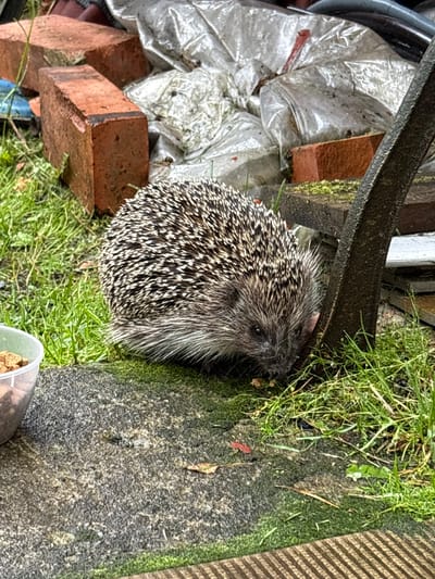 A hedgehog is foraging near a metal bench and a small plastic container of food. The hedgehog is positioned on mossy ground with blades of grass and is facing towards the right of the frame. In the background, there are several bricks and large white plastic bags. The scene appears to be outdoors in a garden or yard setting.
