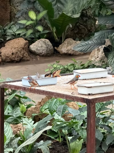 The image shows an indoor aviary environment with several small birds feeding from a shallow dish on a table. The aviary features lush green foliage, rocks, and a sandy or dirt floor. The table is made of metal with a weathered surface and has two white rectangular feeders. Three zebra finches are visible: one stands on the edge of the table in the foreground, another is in the middle of the table near a feeder, and a third is in a feeder in the background. The lighting suggests an indoor setting, possibly a zoo or nature exhibit. The location of Akatovo, Russia, is not depicted or suggested by any visual cues in the image.