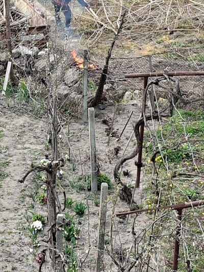 The image depicts an outdoor scene in Krupnik, Bulgaria, characterized by a vineyard or garden area in what appears to be late winter or early spring. A small, active fire burns dry organic matter, producing visible flames and some smoke, located in the upper left quadrant of the frame. A partially visible individual, wearing dark clothing and a red strap, stands near the fire. The foreground and midground feature rows of dormant grapevines with gnarled, leafless branches, supported by concrete posts and rusted metal trellising. The ground consists of dry, light-colored soil interspersed with patches of nascent green growth and small flowering plants, including white, yellow, and purple blossoms. The background contains dense, intertwined dry branches and piled debris.