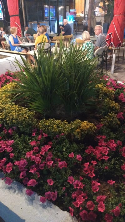 A medium shot captures a vibrant flowerbed in front of a restaurant in Neoi Epivates, Greece. The flowerbed features a dense arrangement of pink petunias and yellow-green foliage, with a large clump of spiky green plants at its center. In the background, patrons are seated at tables inside and outside the restaurant. Several individuals are visible, including a woman in a blue top sitting at a table, an older man in a dark shirt, and another man with glasses in a grey shirt. The restaurant appears to be open, with lights illuminating the interior. Red umbrellas are visible to the right of the frame, suggesting an outdoor seating area. The overall scene depicts a relaxed evening at a dining establishment, with a focus on the lush floral display.