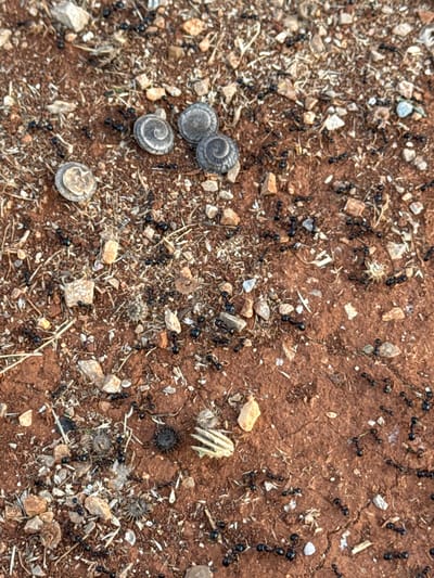 The image depicts a close-up, overhead view of ants on reddish-brown soil scattered with small stones, dried vegetation, and other debris. Several small, spiral-shaped objects, possibly snail shells or seed pods, are visible. A cluster of black ants is gathered around these objects and scattered throughout the scene, appearing to be foraging or in transit. The environment is outdoors, with the ground texture suggesting a dry, arid area. The scene does not contain any humans or identifiable landmarks that would indicate a specific location within Kovačko Polje, Montenegro.