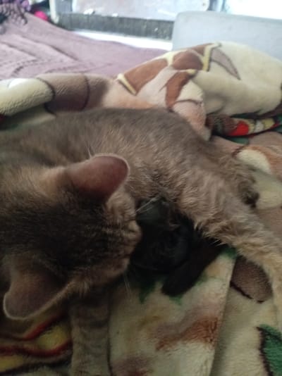 Two cats are sleeping on a blanket with a patterned design. One cat is larger and gray, with its head tucked into the other cat's body. The second cat is black and appears smaller. The blanket has light brown, tan, and dark brown patterns, with some green and red accents. The background is blurred, but appears to be an indoor setting with a window and possibly furniture. The location is the village of Пралетарскі сельскі Савет, Belarus.