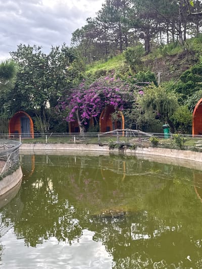 The image depicts an outdoor scene, likely a park or resort, in Lạc Dương, Vietnam. In the foreground, a large body of greenish water occupies the lower half of the frame, with reflections of the surrounding trees and sky visible on its surface. Along the edge of the water, a concrete embankment is visible, topped with a metal fence.
In the middle ground, behind the fence, are several dome-shaped wooden structures, appearing to be small cabins or rooms. One of these structures, on the left, has a dark, closed door. Next to it, a vibrant cluster of bright pink flowers blooms from a tree. Further to the right, another similar wooden structure is partially visible. Beyond these structures, a densely vegetated hillside rises, covered with various trees, bushes, and grass. The trees on the hillside are predominantly coniferous, with some deciduous trees interspersed. The sky above is overcast with grey clouds. A green trash receptacle is visible near the right edge of the middle ground. The overall atmosphere suggests a natural, somewhat tranquil environment.