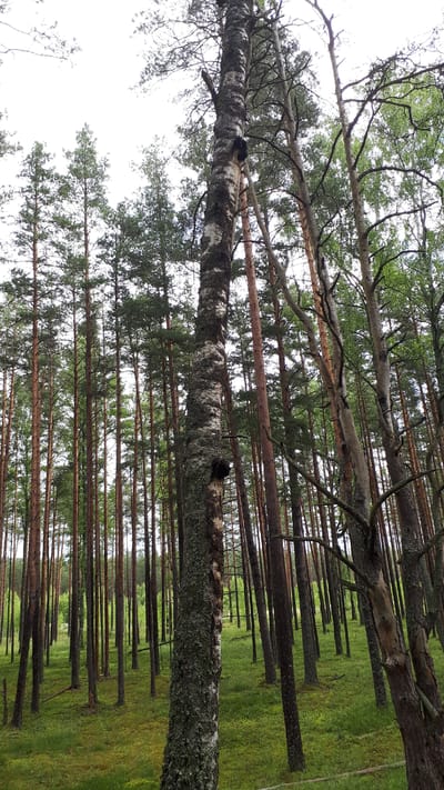 The image depicts a dense forest with tall, slender trees, primarily pines, and a prominent birch tree in the foreground. The ground is covered in lush green grass and moss. The sky is overcast, suggesting a cloudy day. There are no people or animals visible in the scene. The image appears to be taken in a natural woodland environment. The location is not specified in the image itself and cannot be determined from the visual information.
