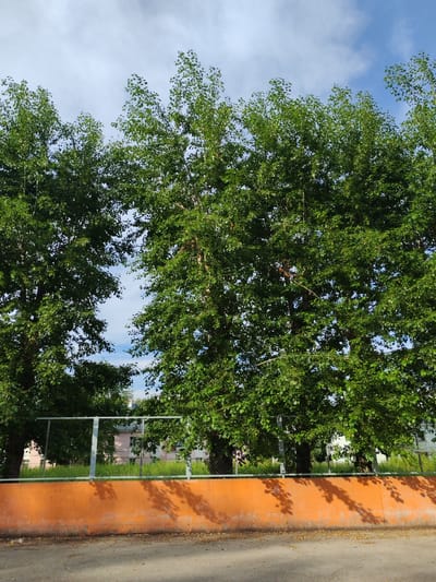 The image shows a view of trees with green leaves against a blue sky with white clouds. In the foreground, there is an orange concrete wall and a paved surface. Behind the wall, a metal fence separates the area from a grassy field where two-story pink and white buildings are visible. The location is the city of Sokol, Russia.