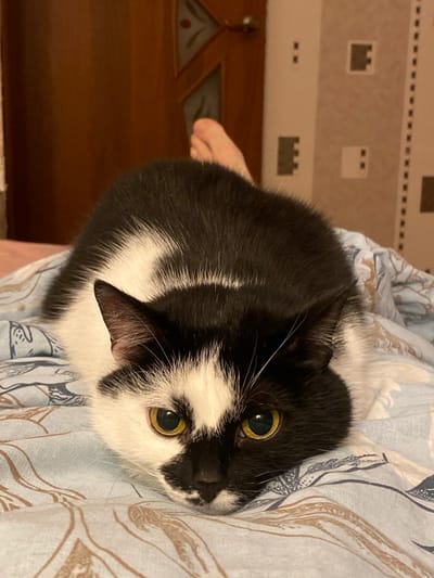 A black and white cat is lying on a bed with blue and brown patterned sheets. The cat is facing the camera with its head resting on the sheets. The background shows a wooden door and a wall with a patterned wallpaper. A person's foot is visible in the upper portion of the image, extending from behind the cat. The image was taken indoors.