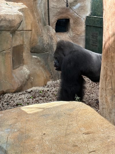 The image depicts a western lowland gorilla in an outdoor enclosure. The gorilla, predominantly black, is positioned in the center of the frame, with its back to the viewer, facing towards the left side of the image. Its dark fur is prominent against the lighter textures of the enclosure's walls and ground.

The setting appears to be a zoo or wildlife park, with artificial rock formations forming the walls of the enclosure. A weathered wooden beam is visible across the top of the image, suggesting a roof or overhead structure. The ground is covered in a mix of soil, straw, and small green plant debris. To the left, a dark opening in the rock face reveals a grated structure, likely an entrance or sheltered area. A thick rope is also visible, running horizontally across the left side of the frame.

The time of day appears to be daytime, with natural sunlight casting shadows on the rock surfaces. The weather seems fair, as the gorilla is outdoors. The scene conveys a sense of containment within an artificial habitat designed to mimic a natural environment. There is no visible text in the image.