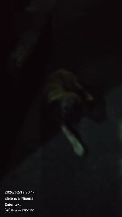 The image is a dark, low-light photograph, likely taken indoors or in a very dim outdoor environment. The primary subject is an animal, possibly a dog or cat, which is largely obscured by the darkness and appears blurry. The animal's body is stretched out or lying down, with what appears to be a light brown or tan fur color, though greenish tints are present due to the poor lighting conditions and potential camera noise. A limb, resembling a leg, is visible extending towards the lower central part of the frame, and the general outline of the animal's head and torso can be vaguely discerned in the upper-middle section of the image. The background is completely black and indistinguishable.

In the bottom left corner of the image, white text overlays provide contextual information:
- "2026/02/18 20:44" indicates the date and time of the photograph.
- "Elelenwa, Nigeria" specifies the location where the photo was taken.
- "Enter text" is a placeholder text.
- Below that, a camera icon followed by "Shot on CITY 100" likely indicates the device or application used to capture the image.