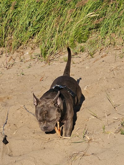 In this top-down, close-up shot, a dark-colored dog with pointy ears lies on sandy ground, chewing on a piece of wood. The dog is wearing a black collar with a silver buckle. A thin, beaded leash extends from the collar onto the sand. The dog's body is mostly obscured by shadow. To the left of the dog, a patch of tall, green grass is visible, with some dried stalks interspersed. The sandy ground appears dry and is scattered with small twigs and dry grass. The scene suggests an outdoor setting on a sunny day, likely in a natural environment such as a park or a field, given the presence of grass and sand. The angle of the sun, casting a distinct shadow, indicates it is likely midday or early afternoon. No text is visible in the image.