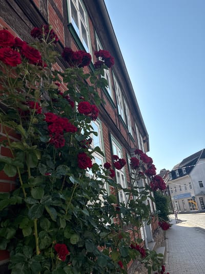 The image is a low-angle, wide shot of a building facade intertwined with a climbing rose bush in bloom. The building is constructed with red brick, and features numerous windows with light-colored frames. Above the brick facade, a section of a white-painted building with multiple windows is visible. The sky above is a clear, bright blue, suggesting daytime. The roses are a deep red color and are abundant, with many buds and open blooms. The foliage of the rose bush is lush and green. The image composition places the natural element of the rose bush in the foreground, partially obscuring the architectural details of the building. The perspective is looking upwards towards the sky and the upper sections of the buildings. No people are visible in the image. The overall impression is one of vibrant nature contrasting with urban architecture. Based on the location context provided, the scene is likely in Parchim, Germany. The time of day appears to be sunny and clear.