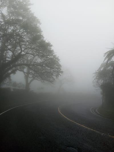 The scene depicts a road enveloped in heavy, pervasive fog within Neerveli, Sri Lanka. A dark, damp asphalt road curves sharply to the right in the foreground. A solid yellow line clearly marks the inner edge of this curve, while a faint white line is visible along the outer edge. A smaller, less defined path or turn-off branches off to the far right, partially obscured by dense foliage and mist.
On the left side, large, mature trees with intricate, visible branch structures and a dense canopy of leaves ascend, their upper portions disappearing into the fog. Further into the mid-ground on the left, another large tree with minimal or no foliage stands silhouetted against the thick mist. The right side of the road is bordered by thick vegetation, including discernible palm-like fronds that also recede into the fog. Low-lying vegetation lines both sides of the road. Visibility is severely limited by the uniform, grey fog that saturates the entire environment. There are no individuals, animals, vehicles, or discernible actions or interactions present in the image.