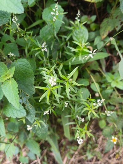 A cluster of slender-leaved green plants with small white flowers dominates the image. The leaves are linear and arranged in a star-like pattern around the stem. To the left, broader, textured green leaves suggest a different plant species, possibly mint. Scattered around are hints of other green foliage and brown ground cover, creating a natural, overgrown setting. A single yellow daisy sits near the bottom of the frame.
