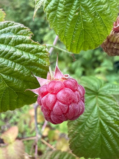 This is a close-up, eye-level shot of a ripe raspberry. The raspberry is a vibrant red and is covered in tiny hairs, giving it a slightly fuzzy appearance. It is surrounded by large, green leaves that have a textured, veined surface. Some of the leaves have serrated edges, and one shows signs of slight damage. In the upper left corner, part of another, less ripe raspberry, appears darker and more oblong. The background is softly blurred, showing more green foliage and branches, suggesting an outdoor, natural setting. The lighting appears to be natural daylight, likely mid-morning or afternoon, with the sun illuminating the raspberry and leaves. There is no visible text in the image. The image conveys a sense of freshness and the natural beauty of fruit ripening on the vine. The focus on the raspberry and its immediate surroundings creates an intimate and detailed view of the fruit.