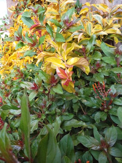 This image captures a dense, vertical close-up of mixed foliage, located in Ndeiya, Kenya. The scene is dominated by a variety of leafy plants, displaying a spectrum of greens, yellows, and reddish-bronze hues. In the foreground and midground, a plant with dark green, ovate leaves and reddish-bronze new growth is prominent, featuring clusters of nascent, bright orange, tubular flower buds. Behind and intermingled with this plant, another species with vibrant yellow and variegated leaves is visible, displaying both solid yellow and green-and-yellow patterned foliage, with some younger leaves exhibiting reddish tints. No human subjects, animals, or man-made structures are present. The environment appears natural and lush, under natural light.
