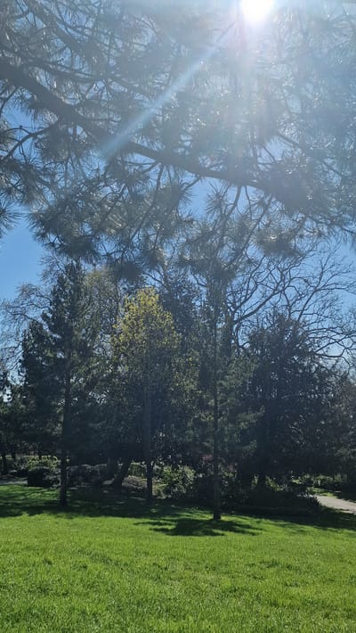The image depicts a sunny scene with a tree prominently featured on the left side, its needles catching the bright sunlight. In the background, a mix of trees with varying foliage extends across the frame. A green lawn occupies the right side of the image, suggesting a park or open space. The sky is visible through the trees, appearing blue. The trees appear to be located in a park like structure and are not identifiable as to be in Lincoln, United Kingdom based on this image.