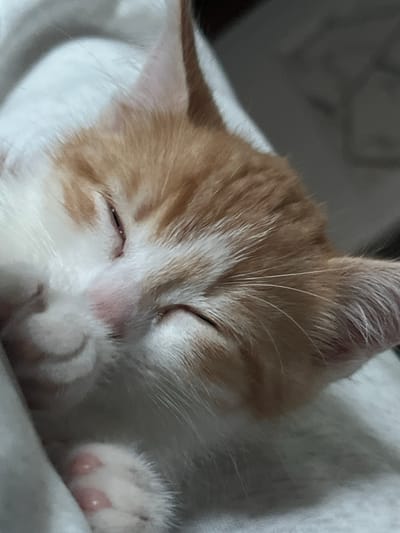 The image shows a close-up of a sleeping ginger and white kitten. The kitten is lying on a soft, white surface, possibly a blanket or bedding. Its eyes are closed, and its face is relaxed. The fur is predominantly white with patches of orange on its head and ears. Some of its pink paw pads are visible. The background is out of focus, showing a dark, possibly indoor environment. There is no discernible information about the location in Svietlahorsk, Belarus.