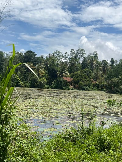 A slightly rotated wide shot depicts a lily pad-covered body of water next to dense, green vegetation. The lily pads cover nearly the entire surface of the water. In the background is a dense forest, including palm trees. A red-roofed building is partly visible among the trees. The upper left shows a blue sky with white clouds. The shot appears to be taken in Moodugamuawa, Sri Lanka.