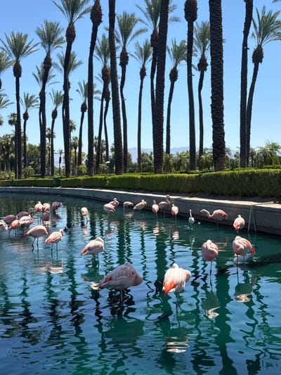 The image captures a vibrant outdoor scene, rotated 90 degrees clockwise, featuring a collection of pink flamingos wading in a water feature, set against a backdrop of palm trees and a clear sky.
In the foreground, a large group of flamingos occupies a shallow pool of greenish-blue water. Many of them are standing on one or two legs, some with their heads tucked into their backs, while others appear to be foraging with their long necks dipped into the water. Their distinctive pink and white plumage is visible, with some birds displaying brighter red-orange feathers on their wings. The water's surface is rippled, creating abstract patterns of light and reflection. The edge of the pool is a light-colored, perhaps concrete or stone, barrier.
Behind the water feature, a meticulously trimmed green hedge forms a neat horizontal line across the midground of the image. Above and behind the hedge, numerous tall palm trees rise towards a bright, clear blue sky. These palm trees have dark, textured trunks and green fronds, stretching upwards in a somewhat uniform line, suggesting an avenue or a cultivated landscape. In the far distance, faint outlines of mountains or hills can be seen against the sky, hinting at the arid landscape typical of Palm Desert, USA.
The scene is brightly lit by natural sunlight, indicating a clear day. There is no visible text in the image.