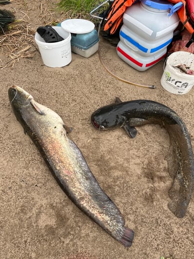 Two large catfish lie on a sandy shore, likely near Ust-Belsk, Russia. The catfish are dark, sleek, and appear to have been recently caught. One catfish, on the left, is longer and lighter in color, with visible pinkish hues along its side. The second catfish, on the right, is shorter and darker, with a more mottled pattern. They are positioned on a sandy surface, with some sparse vegetation in the background. Several objects are scattered around the catfish, including a white bucket containing small fish and a black sandal, a blue and white water cooler, and orange life vests. A clear hose extends from the water cooler towards the catfish. The overall scene suggests a fishing outing in a natural setting.