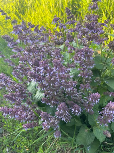 The image shows a close-up of a clump of purple flowers with green foliage and grass in the background. The flowers are clustered on tall stems, with smaller, lighter purple blossoms at the tips. The background is blurred, with streaks of yellow-green suggesting tall grass or reeds. The lighting suggests it is daytime, possibly late afternoon, with sunlight illuminating the scene. There are no people or animals visible in the image. The scene appears to be outdoors in a natural or garden setting. The location of Krasnokutsk, Ukraine, is not discernible from the visual content of the image itself.