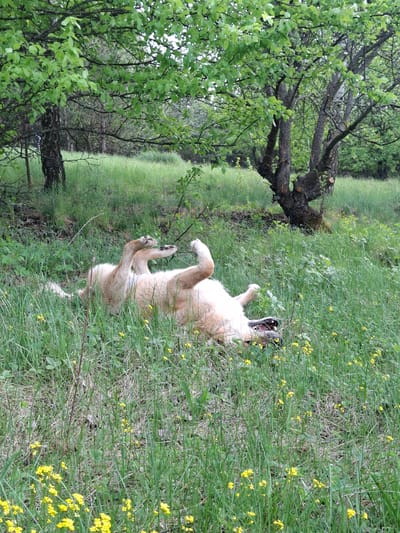 A dog is lying on its back in tall grass in Khlevnoye, Russia. Yellow flowers are scattered throughout the green grass. A tree is to the left of the dog.