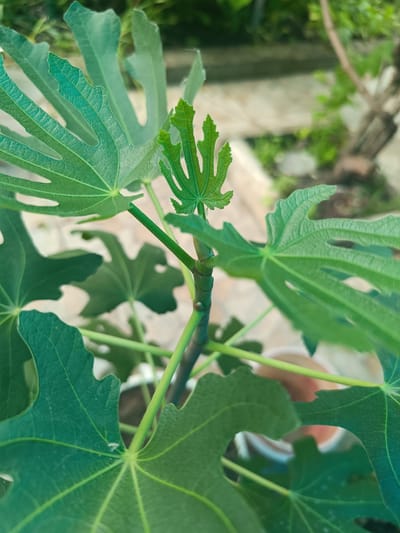 The image shows a close-up of a young fig tree shoot with new leaves unfurling. The leaves are bright green and deeply lobed, characteristic of a fig tree. The stem is slender and also green, with a small section appearing to be wrapped with tape or a similar material. The background is blurred, suggesting an outdoor setting with foliage and possibly a walkway or patio. The lighting appears to be natural daylight. The specific location in Ostrogorka, Russia, is not discernible from the visual information in the image itself.