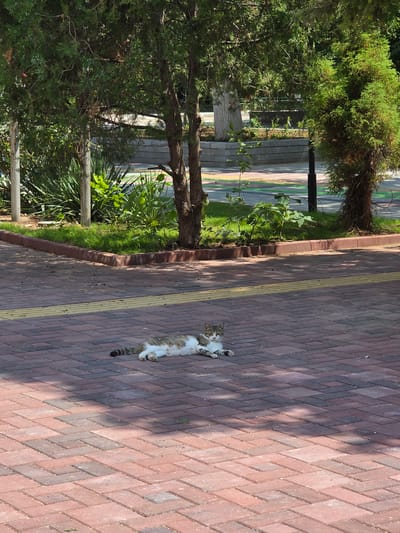 A tabby cat with white markings is lying on a reddish-brown brick pathway in Gara Oreshets, Bulgaria. The cat is in the lower-left quadrant of the image, facing towards the camera. Its body is stretched out, with its front paws extended and its hind legs tucked beneath it. The cat's tail is visible, with dark rings. The pathway is laid in a herringbone pattern and is partially shaded by trees. In the background, there is a strip of green grass bordered by a red curb. Beyond the grass, there are several trees with lush green foliage and some bushes. A lamppost is visible to the right of the trees. The overall environment appears to be an outdoor public space, possibly a park or a pathway within a town.