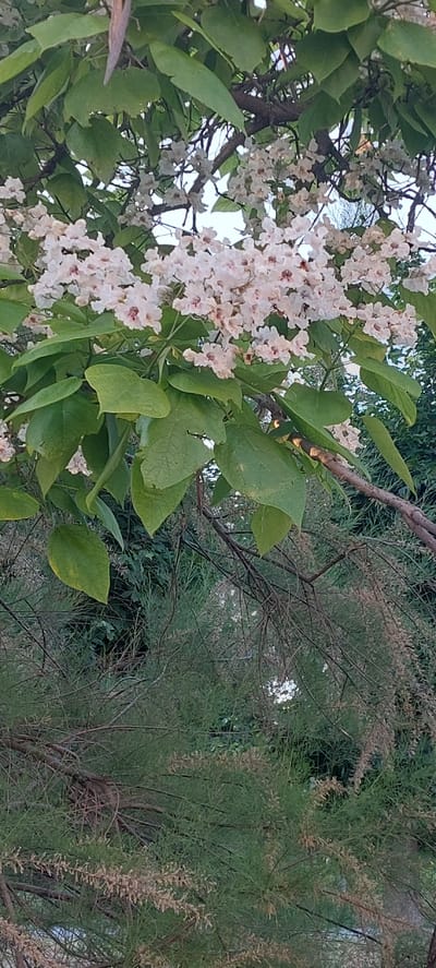 This media file captures a close-up view of a flowering tree with clusters of delicate white and pink blossoms, interspersed with large, green leaves. The branches are visible, some with rough bark. In the background, out of focus, are more trees and foliage, including a bush with fine, needle-like leaves, some of which appear to be dried and brown. The lighting suggests it is either early morning or late afternoon, with a soft, diffused light. The overall impression is one of natural beauty and tranquility. There is no visible text. The location is identified as Shepetivka, Ukraine.