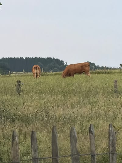 Two brown cows are in a grassy field. One cow stands facing away from the camera, while the other is further away and facing towards the camera from behind. A wooden fence runs along the right side of the image. In the background, a line of trees creates a dark border against a bright, overcast sky. The scene appears to be set in a rural location.