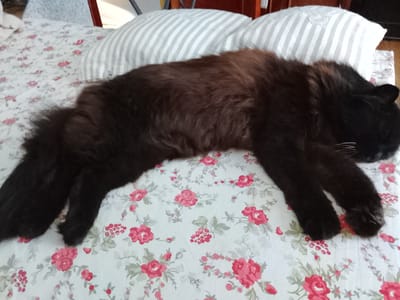 A long-haired, dark brown cat is sleeping on a bed covered with a floral-patterned sheet. The cat is lying on its side, stretched out from left to right across the frame. Its head is turned towards the right, tucked down, with its white whiskers visible. Two striped pillows are positioned behind the cat's back. The background shows a wooden headboard and a partial view of a wall. The image appears to have been taken indoors, in a bedroom setting. No specific location in Baranavichy, Belarus can be determined from the image.