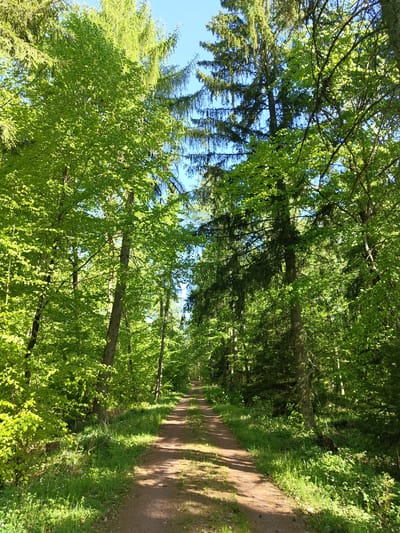 The image shows a pathway through a forest in Mettlach, Germany. The path is made of brown soil and is lined with green grass and trees. The trees are tall and have green leaves. The sky is visible through the trees and is a clear blue color. The sun is shining, and the light is dappled on the path. There are no people visible in the image.