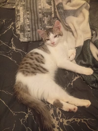 A tabby and white cat is lying on a bed. The cat is on its side, with its head resting on a pillow. Its front paws are extended, and its hind legs are tucked underneath it. The cat's fur is a mixture of white, gray, and brown. The bed is covered with a patterned sheet and a blanket. The blanket is a light color with dark stripes. The sheet has a dark marble-like pattern. The image appears to be taken indoors. There is no information in the image to suggest the location is in the city of Viviers, France.