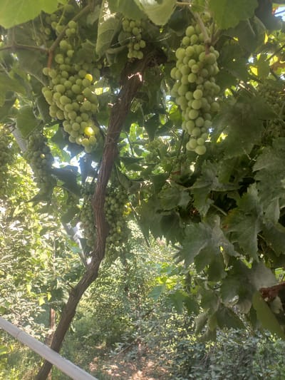 The image shows a close-up view of a grape vine with numerous clusters of green grapes hanging from its branches. The grapes are small and round, some appearing slightly translucent with a hint of yellow from the sunlight. They are clustered densely, with many individual grapes visible in each bunch. The vine itself has a thick, woody trunk, with smaller, more flexible branches supporting the grape clusters. Large, green grape leaves are interspersed among the fruit, some showing signs of dust. The sunlight filters through the leaves and grapes, creating dappled light and highlighting the roundness of the fruit. In the background, out of focus, is a dense growth of green foliage, suggesting a natural or cultivated outdoor setting, possibly a vineyard or garden. A white pole or support structure is partially visible on the right side of the image. The lighting and the abundance of ripe grapes suggest a time of harvest. The context provided places this scene in Tor-Tor mahalla, Uzbekistan.