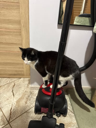 A black and white cat is standing on top of a black and red vacuum cleaner. The cat is facing to the left and looking down. The vacuum cleaner is on a tiled floor. To the left of the cat is a wooden door, and to the right is a wall with a mirror reflecting a room. The scene appears to be indoors, likely in a residential setting. There is no indication of the location being in the city of Добровское сельское поселение, Ukraine.