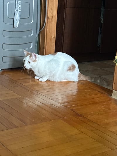 An adult, short-haired cat with white fur and ginger markings is lying on a polished wooden floor. The cat is looking to its left, with its whiskers extended. To the left of the cat, a portion of a grey appliance, possibly a washing machine, is visible. The background consists of a wooden door frame and a dark wooden cabinet. The floor is laid with planks in a herringbone pattern. The scene appears to be indoors, within a residential setting. The image was taken in Novoe Devyatkino, Russia.